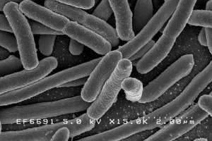 O que são Probióticos e por que são tão Importantes?