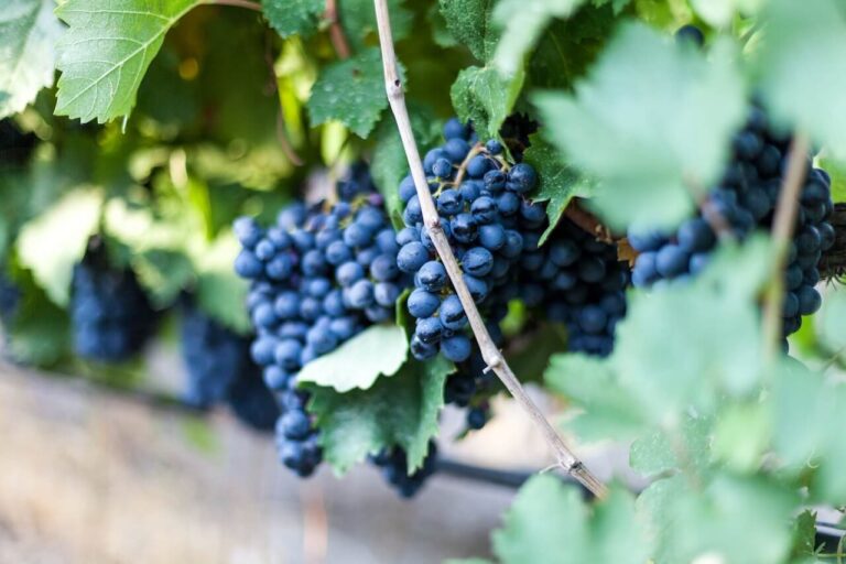 Proantocianidinas do tipo B: Propriedades antioxidantes