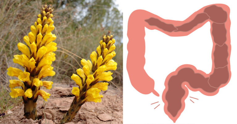 CISTANCHE: 10 BENEFÍCIOS PARA A SAÚDE