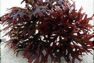 10 benefícios do Musgo Irlandês