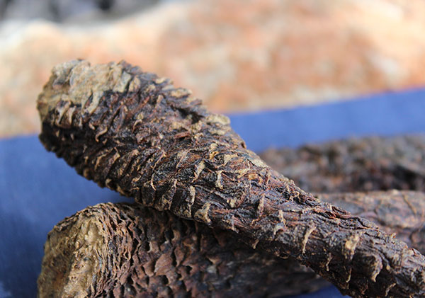 CAULE DE CISTANCHE, UM POTENTE RIM YANG TÔNICO E AFRODISÍACO