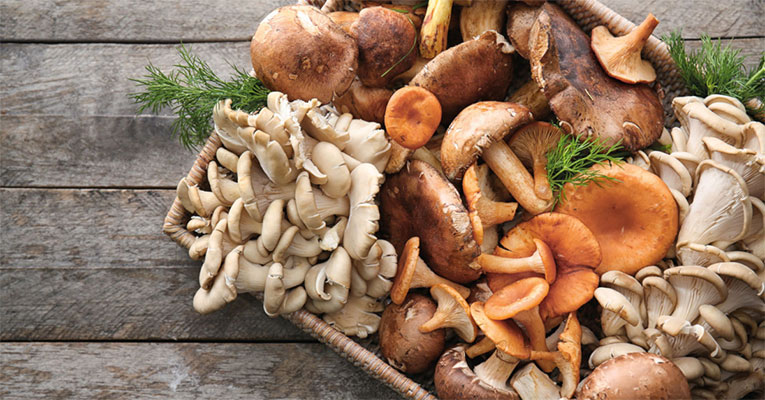 A mágica dos cogumelos