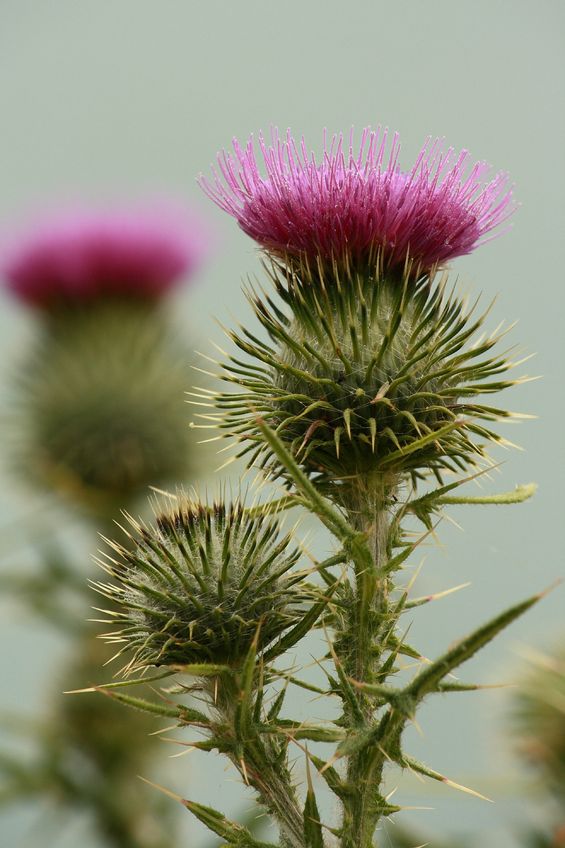 Glutationa – A anti-oxidante mestra