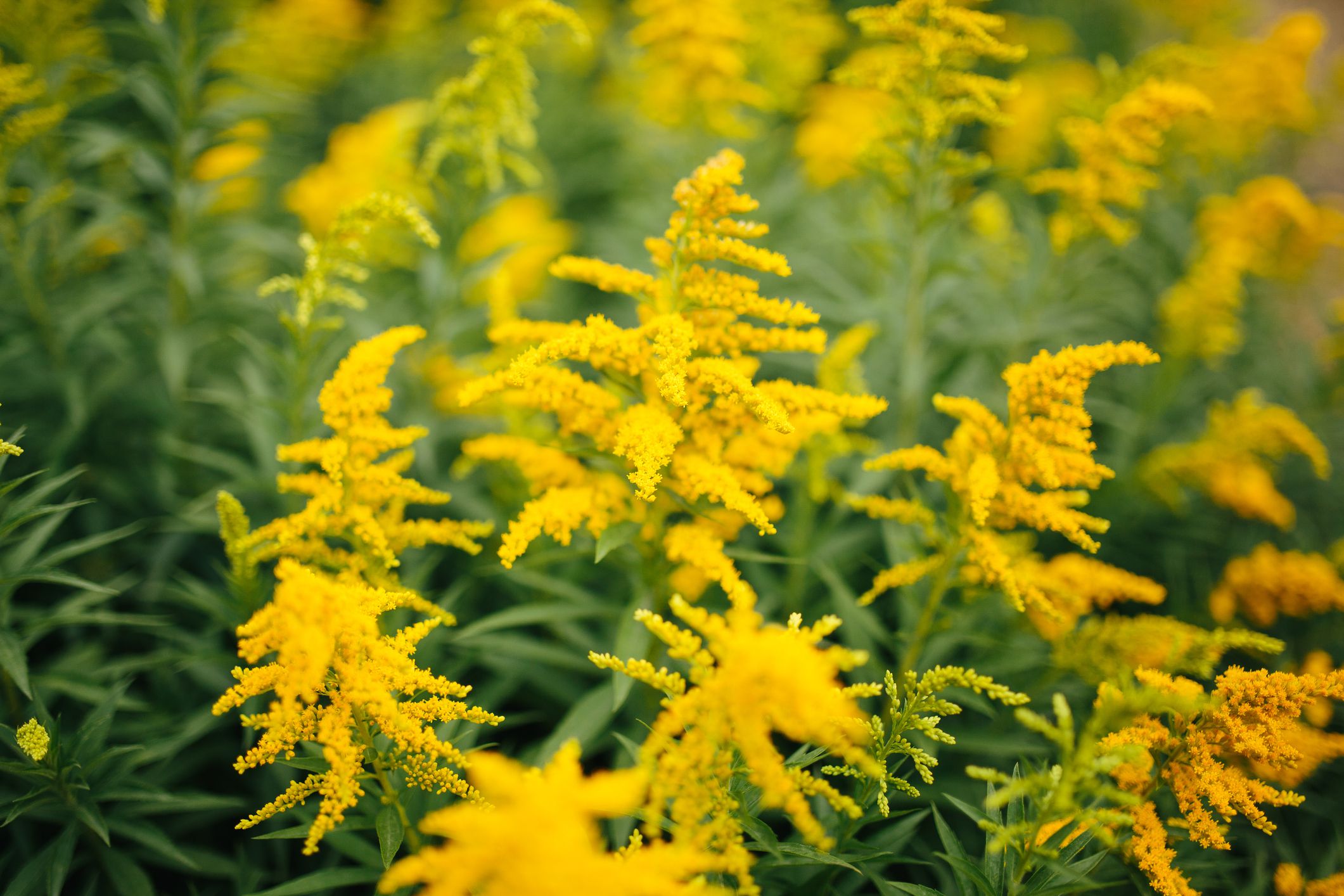 Os benefícios do Goldenrod para a saúde 2 goldenrod 5c6196c7c9e77c0001d31fd9