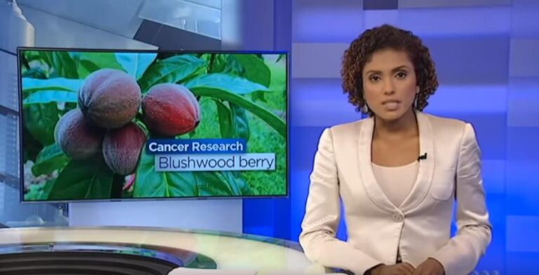 EBC46 – Bagas de Blushwood para o tratamento do câncer (Últimas evidências científicas)