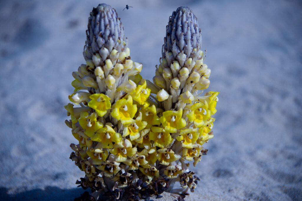 Cistanche: Para que serve, Tubulosa, Onde Comprar