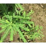 Quebra-Pedra Rainforest Pharmacy, 500 mg, 100 Cápsulas