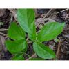Strychnos guianensis (Curare) Tintura - Tropilab