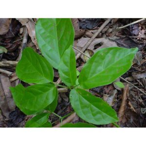 Strychnos guianensis (Curare) Tintura - Tropilab