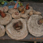 Jergon Sacha em pó e em cápsulas, Rainforest Pharmacy