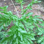 Jergon Sacha em pó e em cápsulas, Rainforest Pharmacy