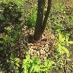 Jergon Sacha em pó e em cápsulas, Rainforest Pharmacy