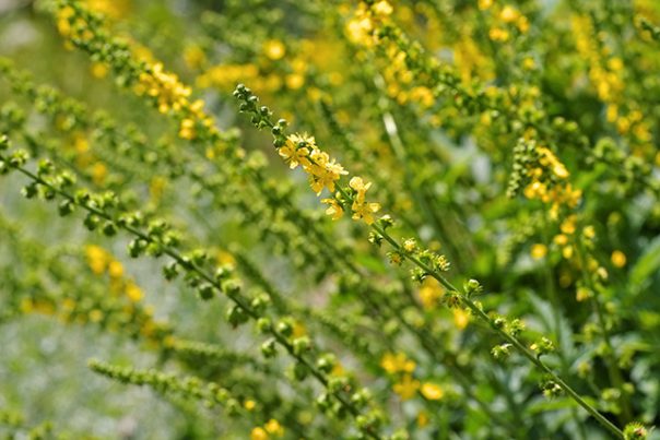 Agrimônia – fontes, benefícios para a saúde, nutrientes, usos e constituintes