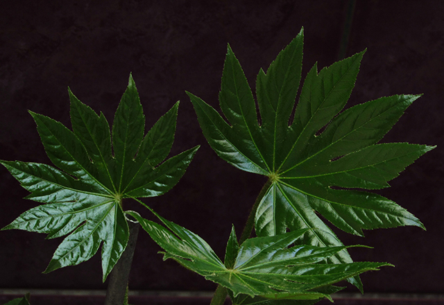 Aralia – Descubra seus benefícios e usos.