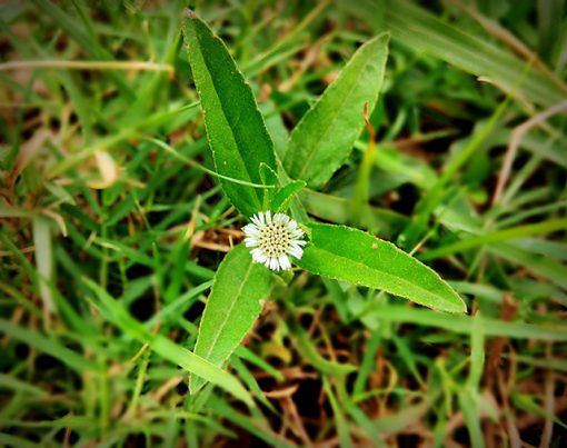 Eclipta – Descubra seus benefícios e usos.