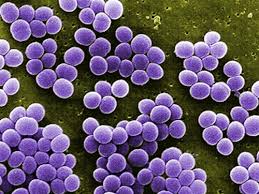 Intoxicação alimentar por estafilococos – causas, sintomas e tratamentos