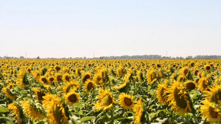 GIRASSOL – Descubra seus benefícios, usos e origens.