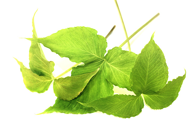 Pinellia – Descubra seus usos, benefícios e origem.