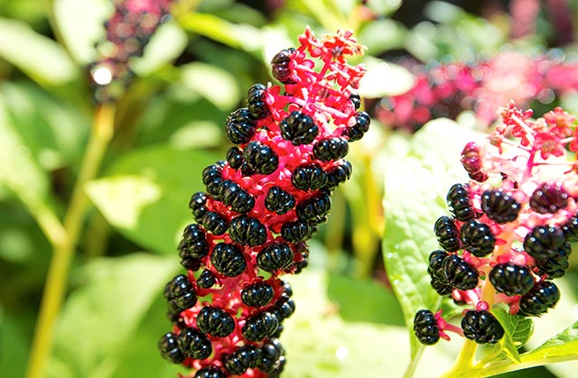 Phytolacca – Usos, benefícios e origem.