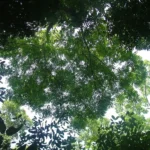 Simarouba 100 Cápsulas Vegetarianas 500 mg - Suporte Ecológico para a Saúde - 2