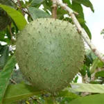 Graviola Max Rainpharm 2 oz - Suporte Natural à Saúde com Fórmula Líquida Potencializada - 2