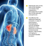 Chitomur Lingual Cytomaxes 10 ml - Suplemento Avançado para Saúde do Sistema Urinário - 2