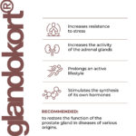 Glandokort Lingual Cytomaxes 10 ml - Suplemento para o Sistema Endócrino com Peptídeos Naturais - 3