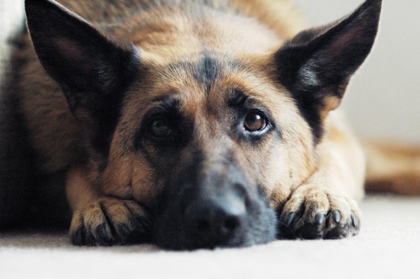 Por que seu cachorro se tensiona com barulhos altos? Entenda a dor e a sensibilidade ao ruído