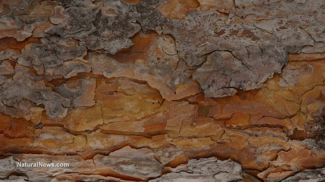 Como o extrato de casca de pinheiro melhora a saúde vascular e trata psoríase e hemorróidas