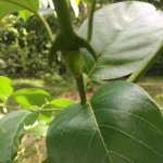 Extrato Líquido de Cat's Claw Rainpharm 2 oz - Suporte Ecológico à Saúde e Bem-Estar - 2