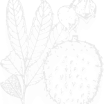 Extrato de Cat's Claw Raintree 60ml - Fortaleça seu Sistema Imunológico e Melhore a Saúde