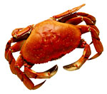 O Selênio: O Poderoso Mineral Anticâncer que Você Precisa Conhecer