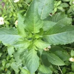 Extrato Líquido de Damiana 2 oz - Potencialize sua Saúde Sexual e Bem-Estar com Rainpharm - 2