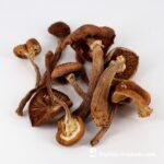 HONEY FUNGUS FUNGILINE 60 Cápsulas - Melhore Seu Sono e Aumente a Clareza Mental - 4