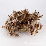 Iceland Moss FUNGILINE 60 Cápsulas - Suplemento Natural para Saúde Respiratória e Digestiva - 4