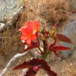 Huanarpo Macho Rainpharm 2 oz - Extrato Líquido Ecológico para Suporte à Saúde - 2