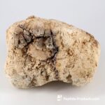 ONCOLOGY COMPLEX FUNGILINE 60 Cápsulas - Suporte Imunológico durante e após Quimioterapia - 7