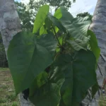 Sangre de Drago Rainpharm 1 oz - Resina Natural 100% Pura para Saúde e Bem-Estar - 2