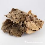 TRAMETES (TURKEY TAIL) FUNGILINE 120 Cápsulas - Suporte Imunológico Natural e Proteção Contra Câncer - 4