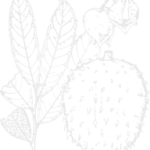 Extrato de Chanca Piedra Raintree 60ml - Solução Natural para Cálculos Renais - 5