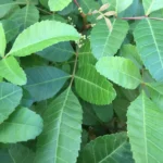 Extrato Líquido de Folhas de Brazilian Peppertree Rainpharm 2 oz - Natural e Ecológico para Saúde Diária - 2