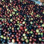 Camu Camu Whole Fruit Rainpharm 100 Cápsulas - Potente Fonte de Vitamina C Natural para Imunidade - 2