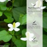 Tintura de Houttuynia Cordata Extrato - Fortaleça sua Imunidade e Saúde Respiratória