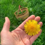 Óleo Corporal Natural de Flores de Dente-de-Leão e Abacate - Hidratante e Relaxante - 2