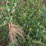 Extrato de Ervas Sida Acuta Myherbsforyou 60ml - Orgânico Sem Álcool para Suporte à Saúde - 3