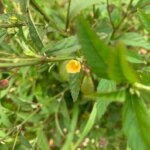 Extrato de Ervas Sida Acuta Myherbsforyou 60ml - Orgânico Sem Álcool para Suporte à Saúde - 4