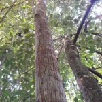 Otoba Max Rainpharm 2 oz - Extrato Líquido de Casca de Otoba com Processo Duplo para Saúde Natural - 2