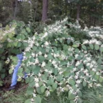 Extrato Orgânico de Knotweed Japonês 500mg - Suporte Natural à Saúde Respiratória - 5