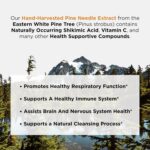 Extrato de Agulhas de Pinheiro Ascent Nutrition 30ml - Rico em Ácido Shikímico e Vitamina C Natural - 5