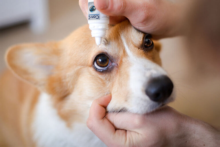 Colírio Can-C™ K9 Para Cães – Saúde Ocular, Catarata Canina e Suporte Antioxidante Veterinário